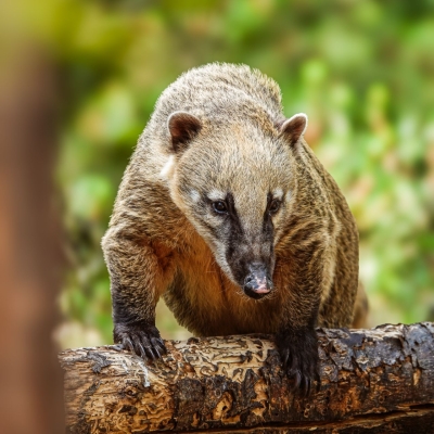 Coati roux - De Zonnegloed - Refuge pour animaux